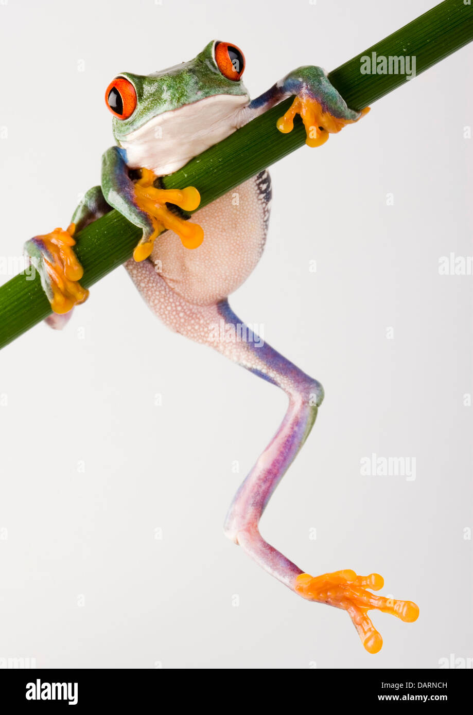 Crazy frog Stock Photo