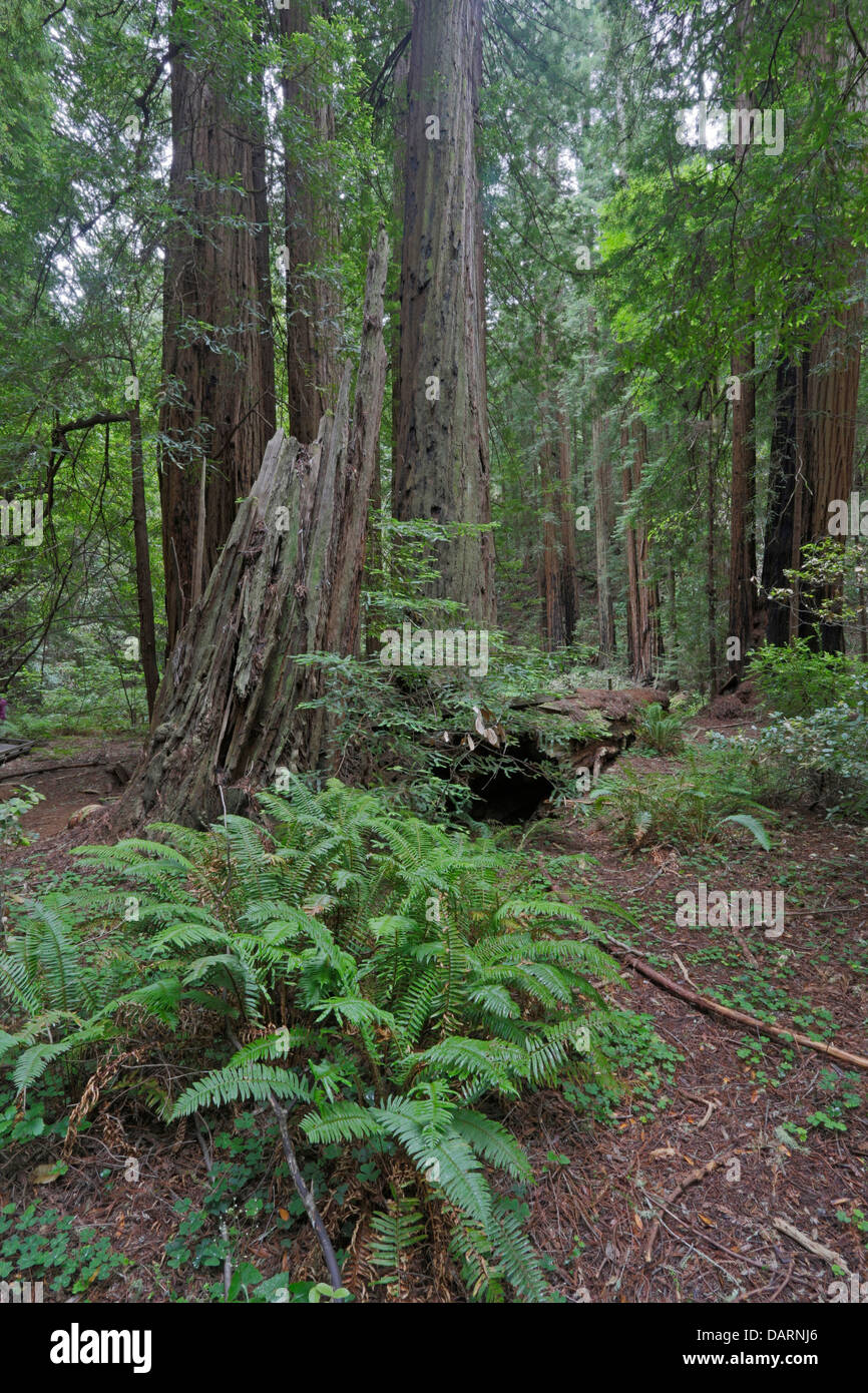 Coastal Giant Redwood trees at Muir Woods California Stock Photo Alamy