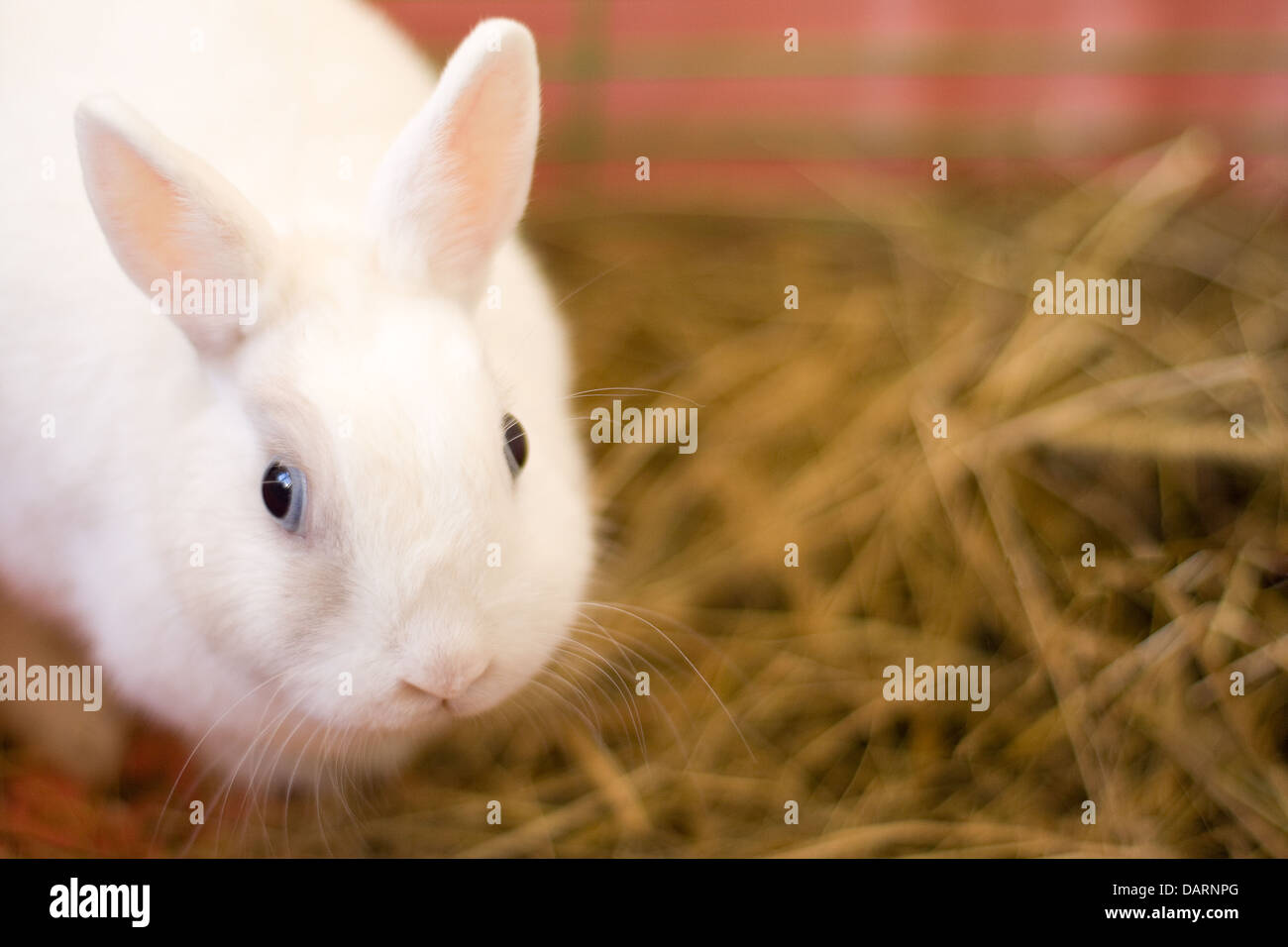 Rebbit hi-res stock photography and images - Alamy