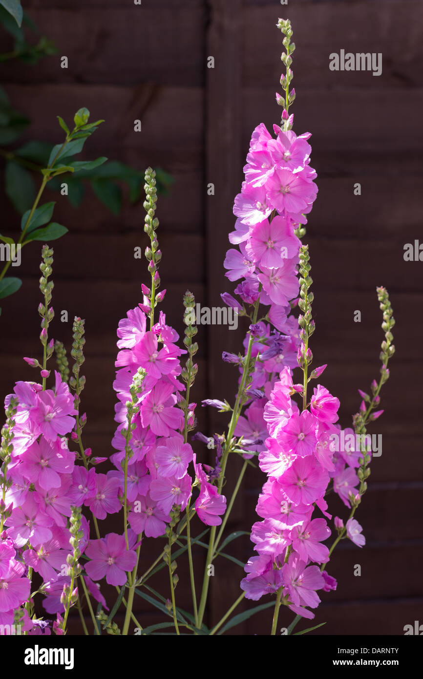 Sidalcea Party Girl Stock Photo Alamy