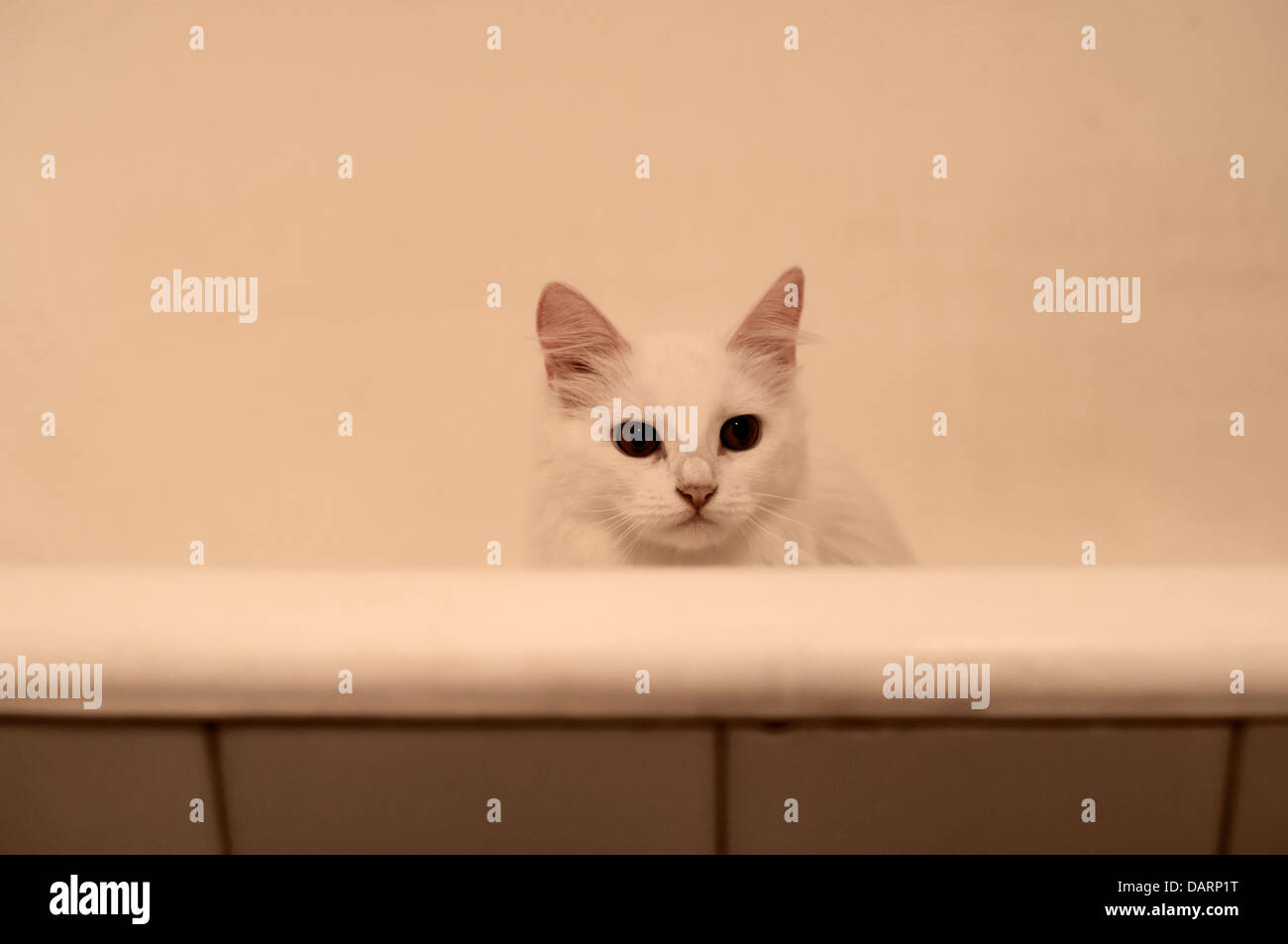 Cat in a tub Stock Photo - Alamy