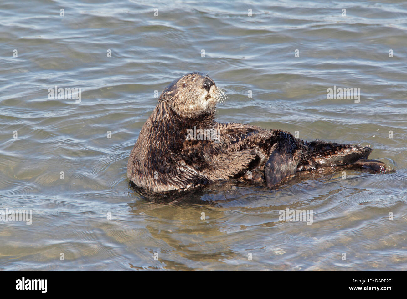 Californian Sea Otter Stock Photo