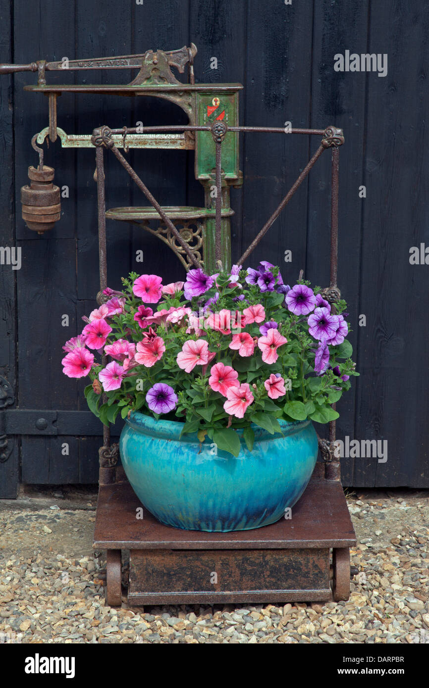Historic Avery farm scales and Petunas in flower July Norfolk Stock Photo
