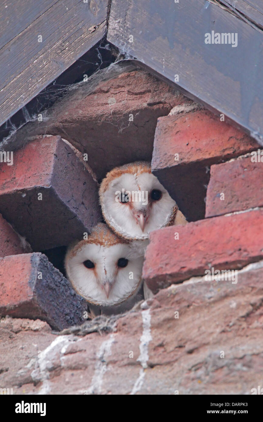 Two Barn owl chicks looking out of nest hole in a converted barn Stock Photo