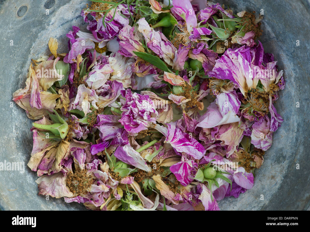 Dead headed roses with cutter in a metal pan Stock Photo