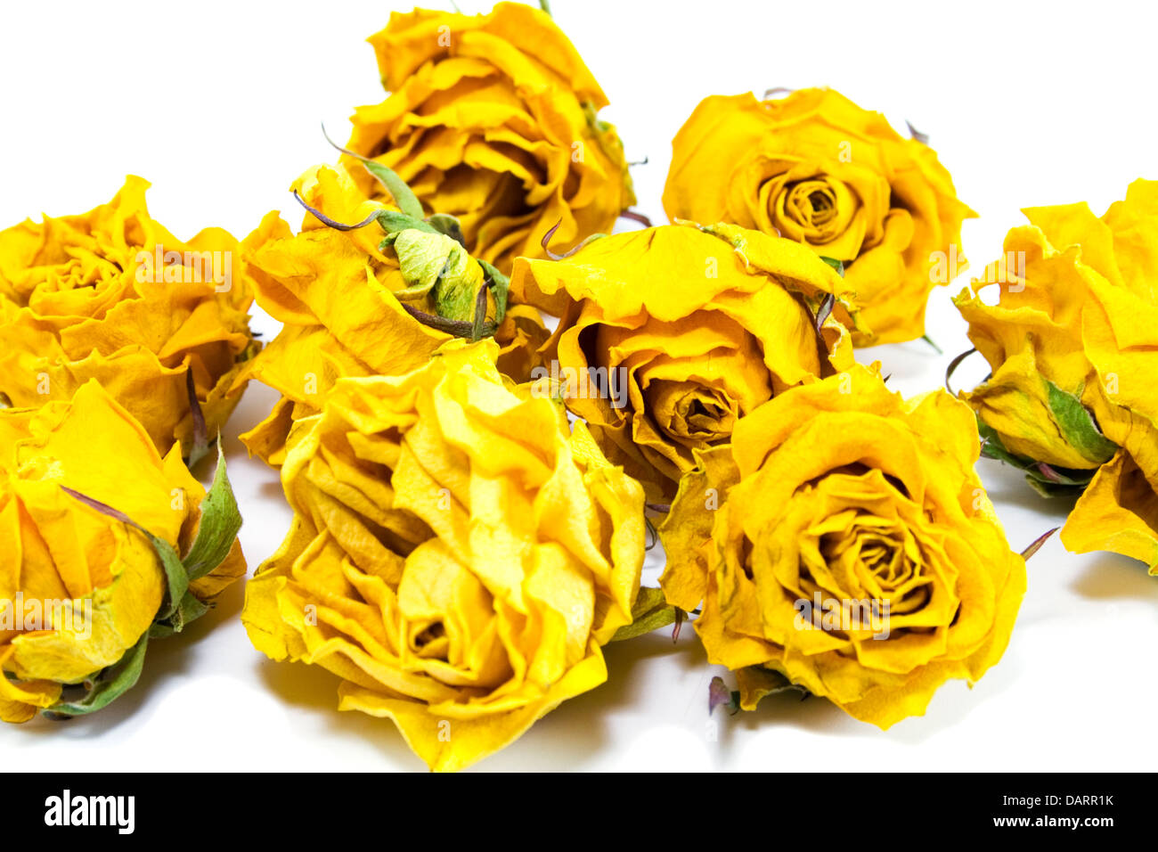 dried yellow roses Stock Photo - Alamy