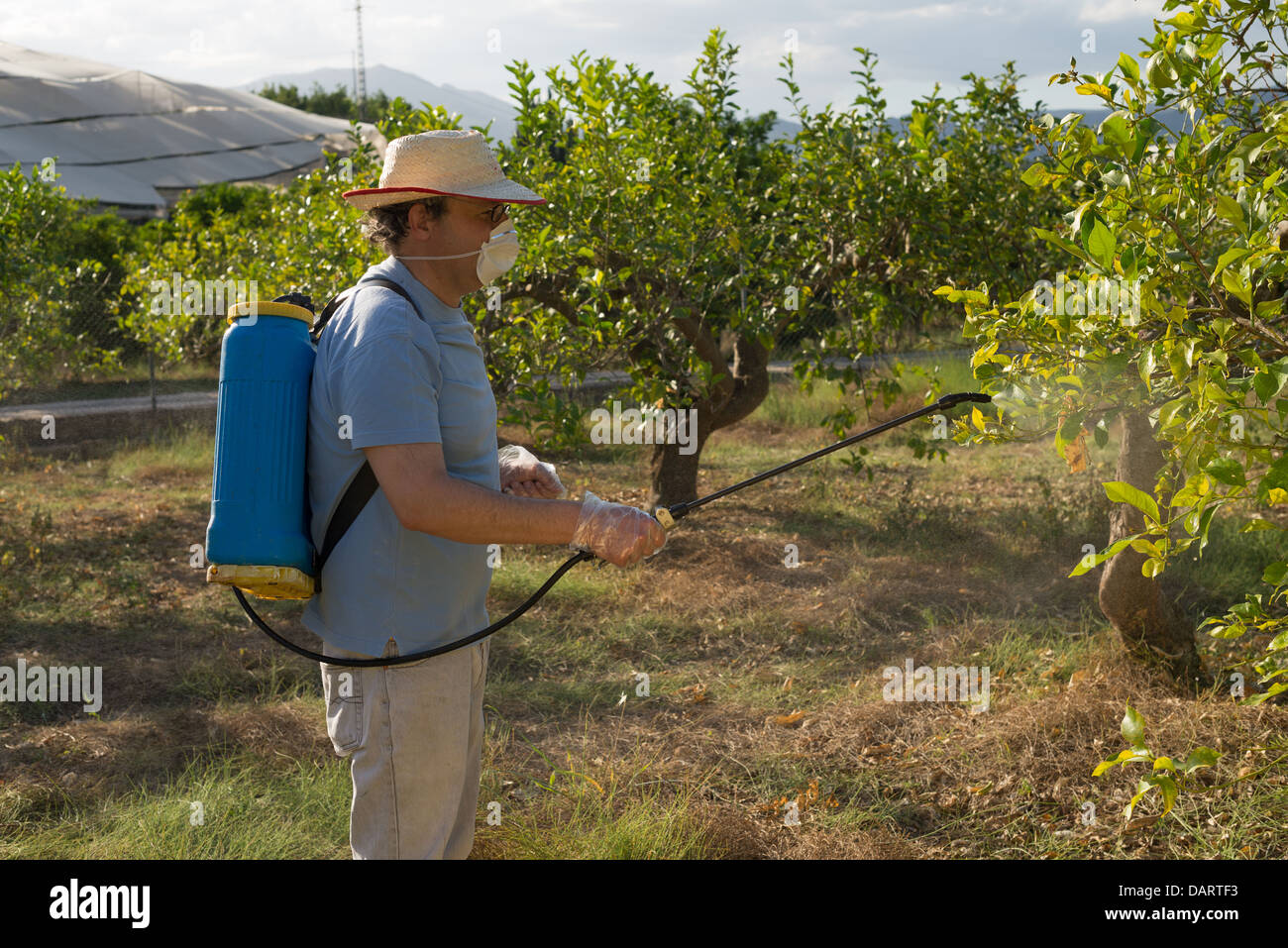 Agricultural worker spraying pesticide on fruit trees Stock Photo