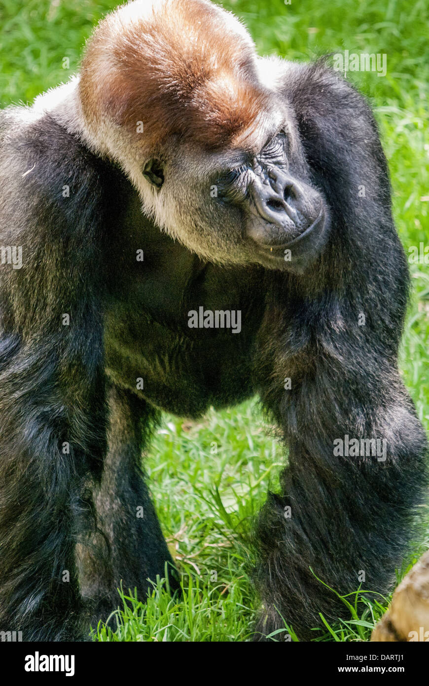 Rigo, a silverback gorilla in an Australian zoo Stock Photo
