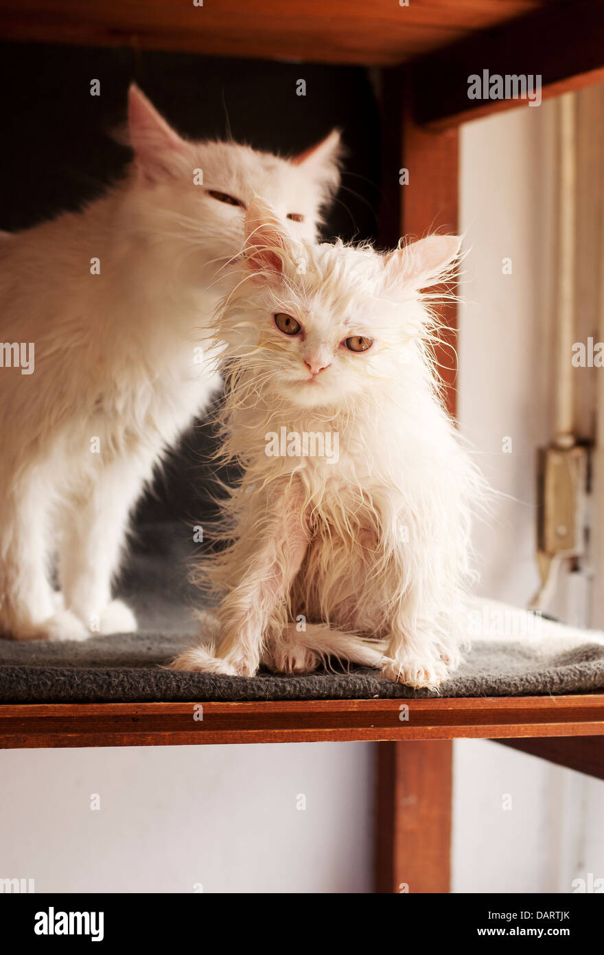 Adorable white Persian kitten Stock Photo Alamy