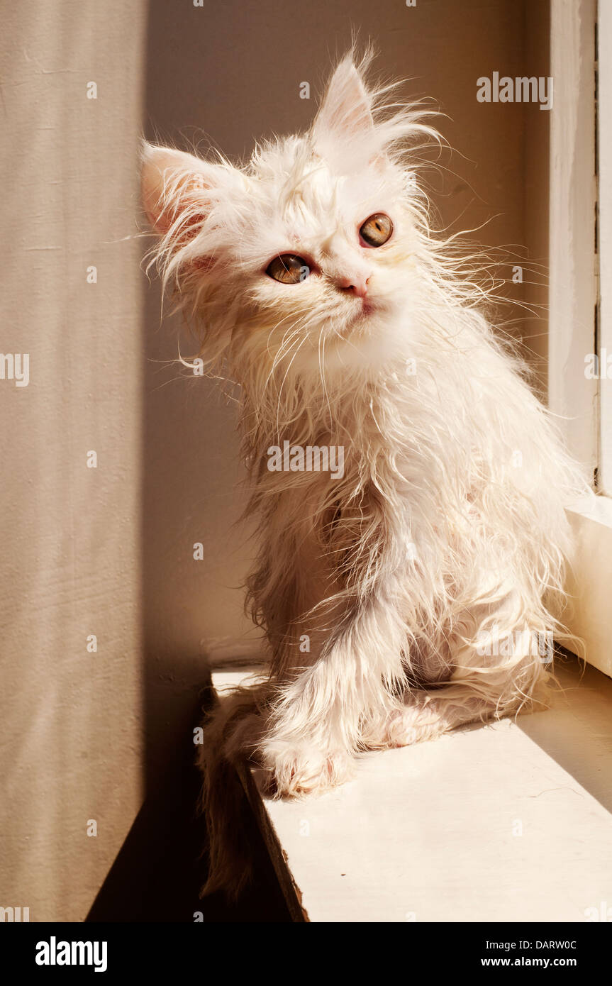 Persian cat mad hi-res stock photography and images - Alamy