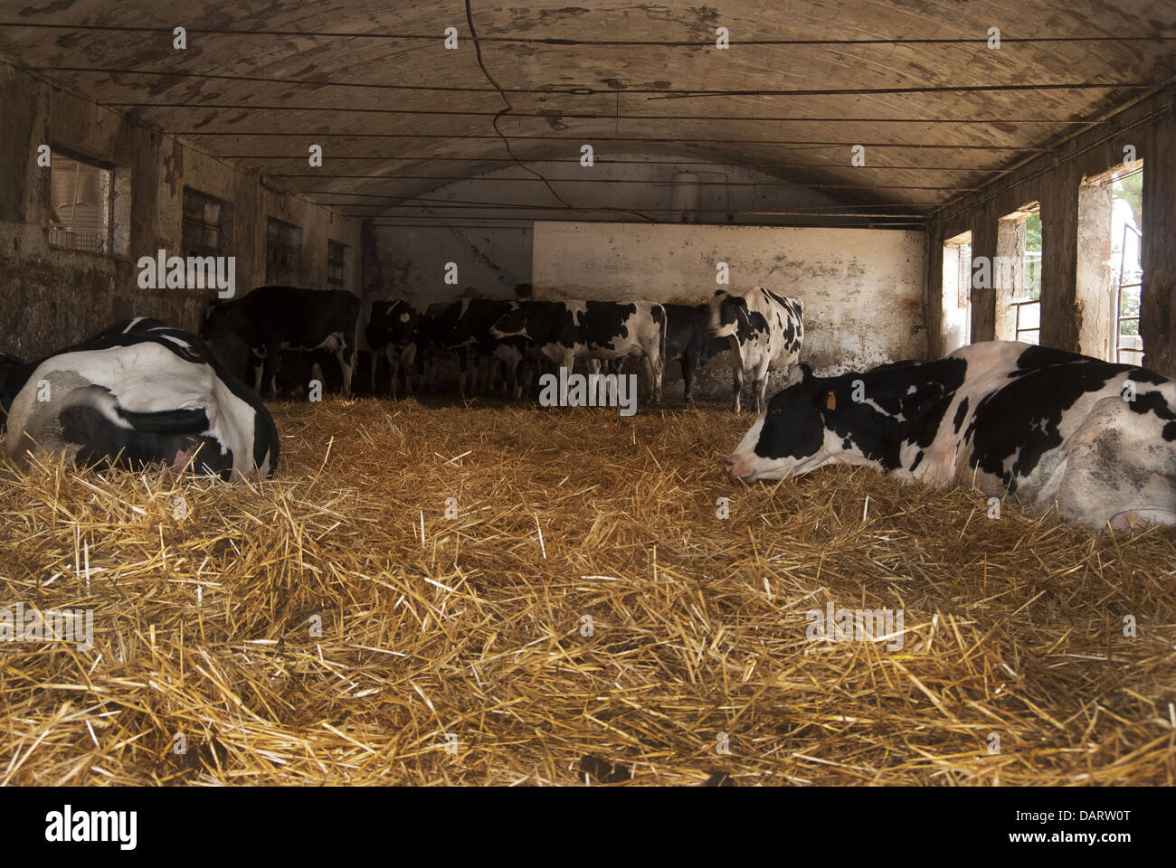 Pet farms cows in a cowshed Stock Photo Alamy