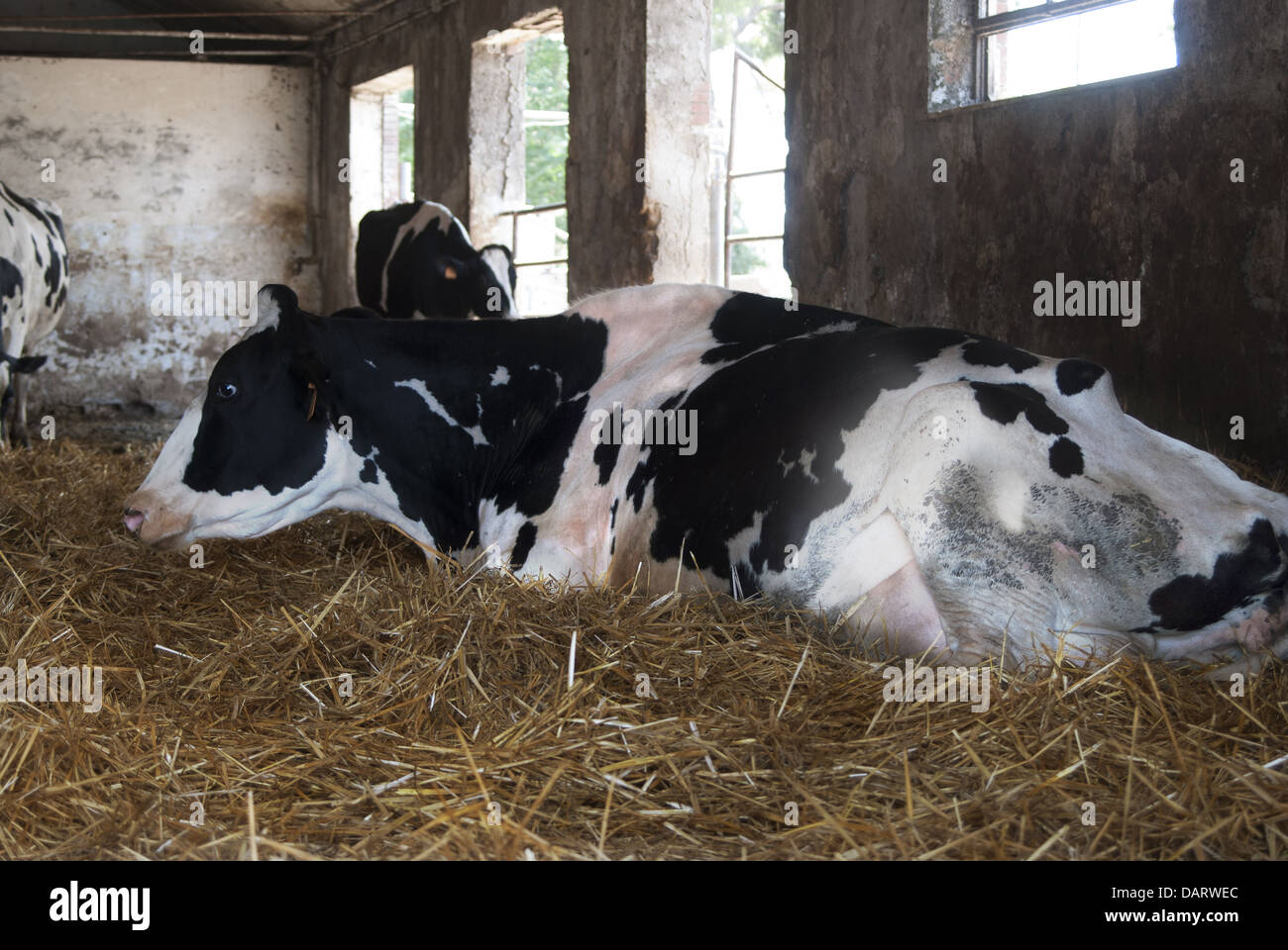 Pet farms cows in a cowshed Stock Photo Alamy