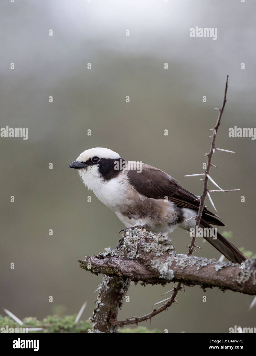 Africa, Tanzania, Serengeti. Northern White-crowned Shrike (Eurocephalus ruppelli). Stock Photo