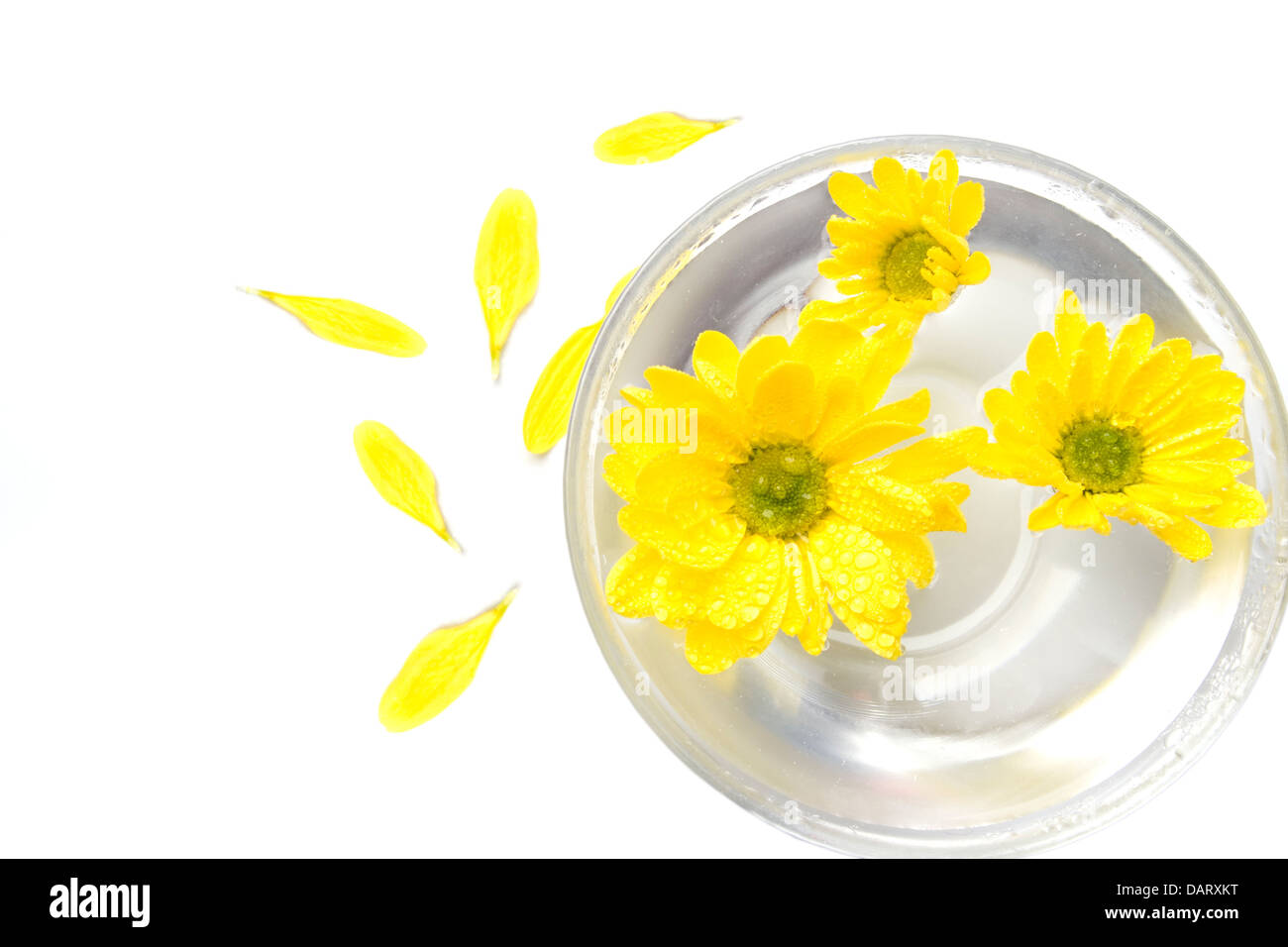 yellow flowers in water and petals Stock Photo Alamy