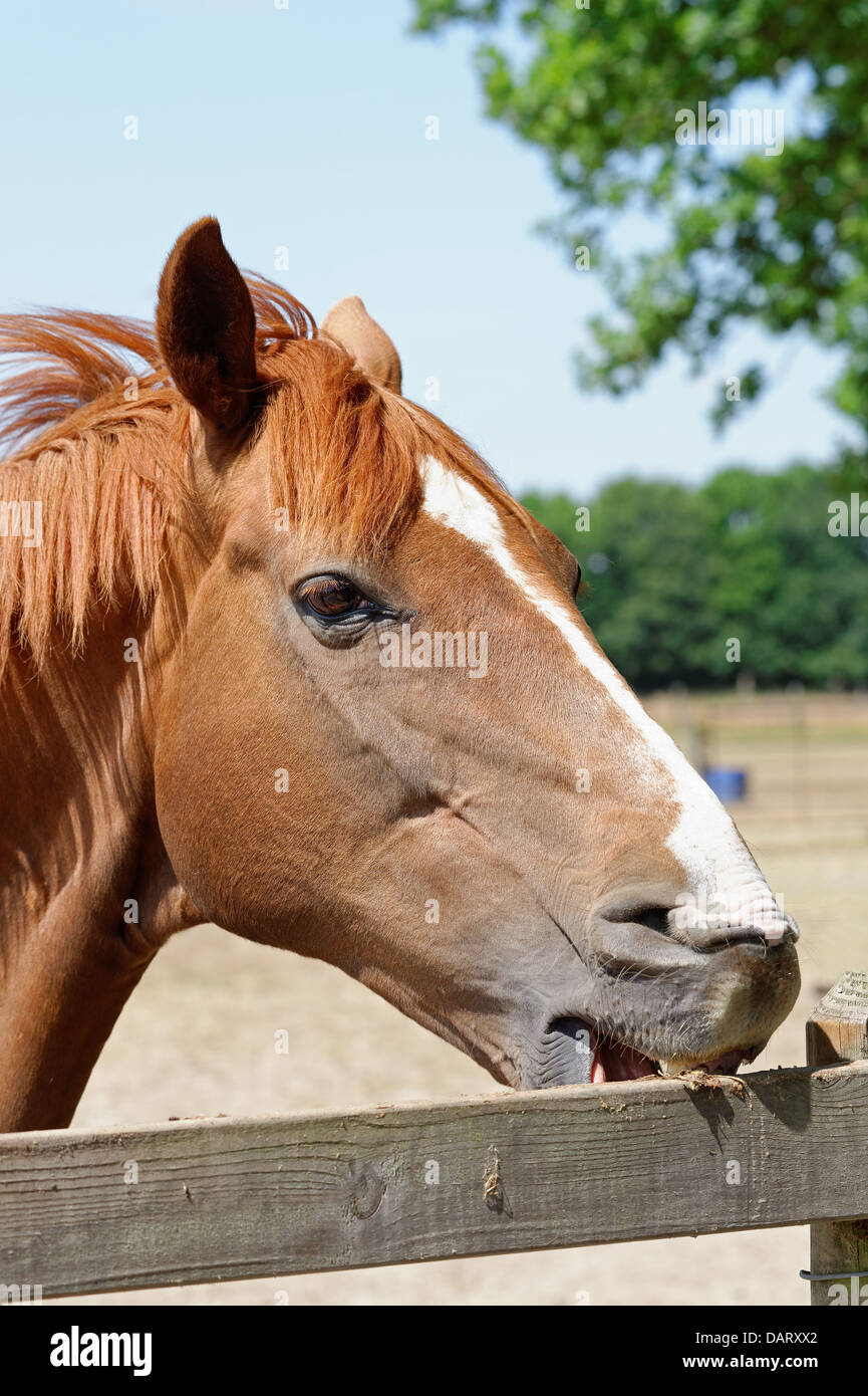 Portrait of a young chestnut horse crib biting on a wooden fence Stock