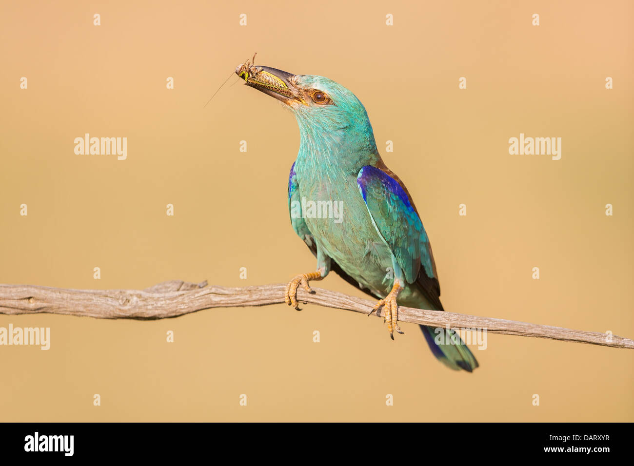 Wild European roller (Coracias garrulus) resting on a branch with a freshly caught insect Stock Photo