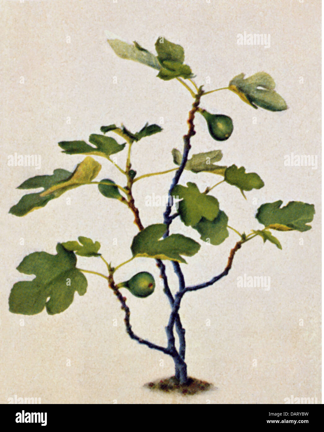 botany, fruit, fig (Ficus carica), fig tree with fruits, coloured print, 19th century, mulberry