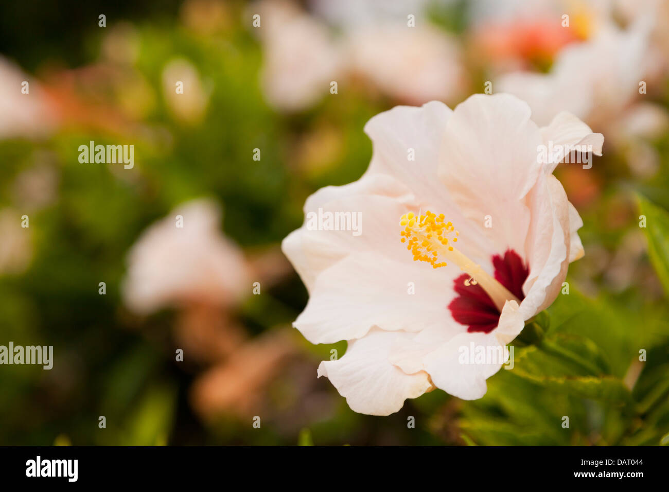 Hibiscus flower close up Stock Photo Alamy