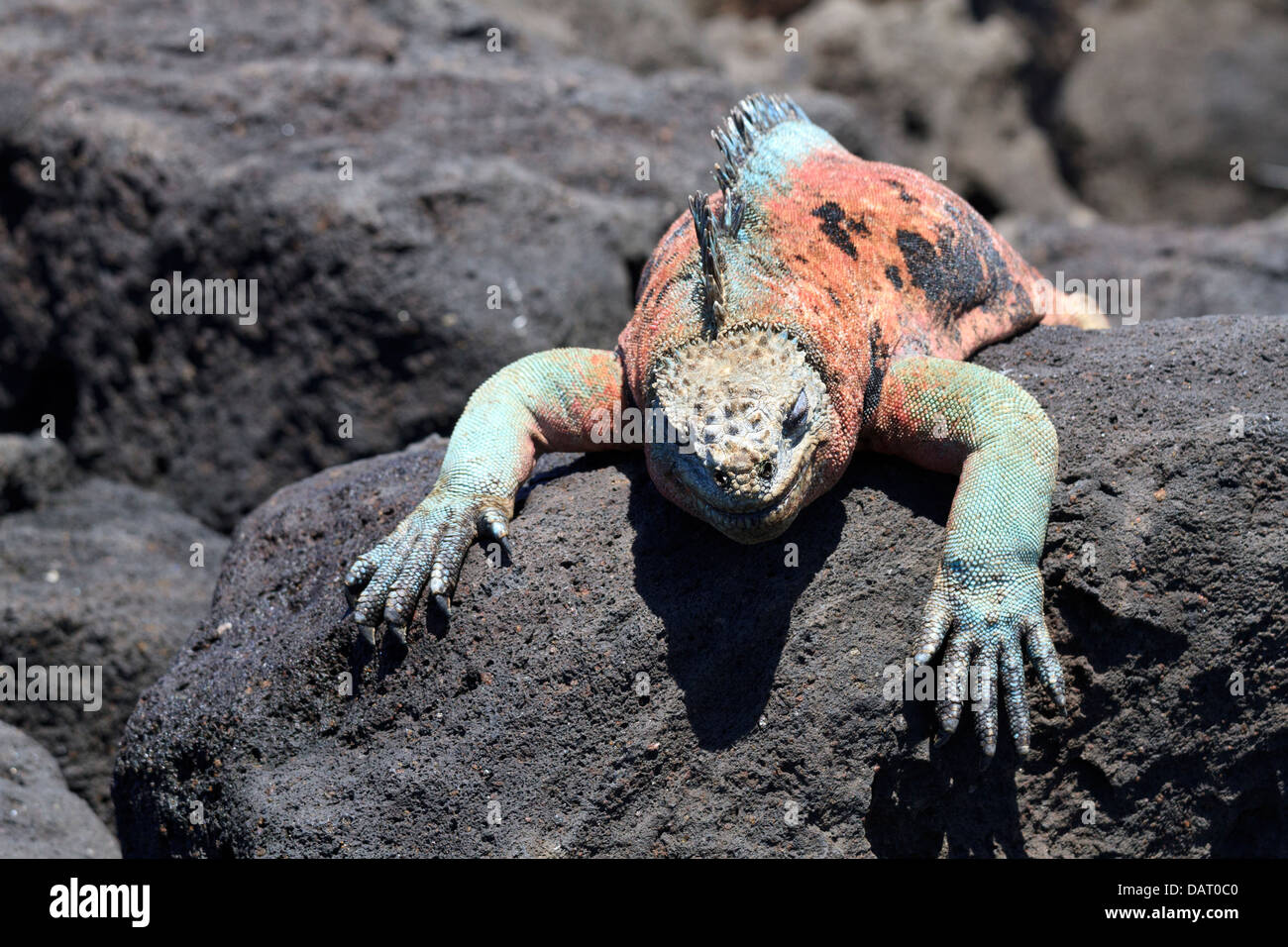 Marine Iguana, Amblyrhynchus cristatus, Floreana Island, Galapagos Islands, Ecuador Stock Photo