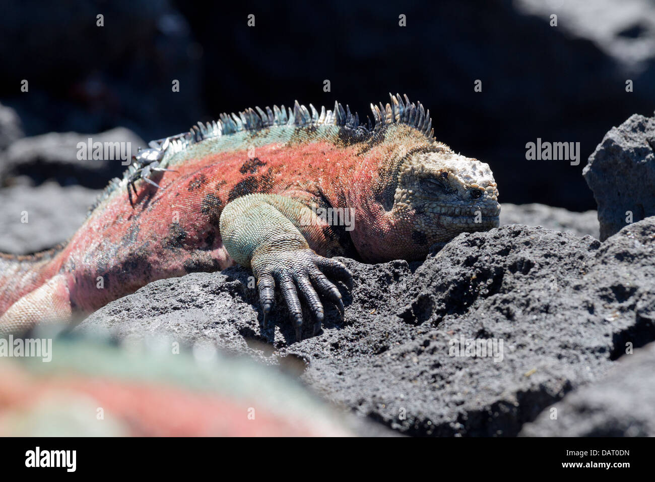 Marine Iguana, Amblyrhynchus cristatus, Floreana Island, Galapagos Islands, Ecuador Stock Photo