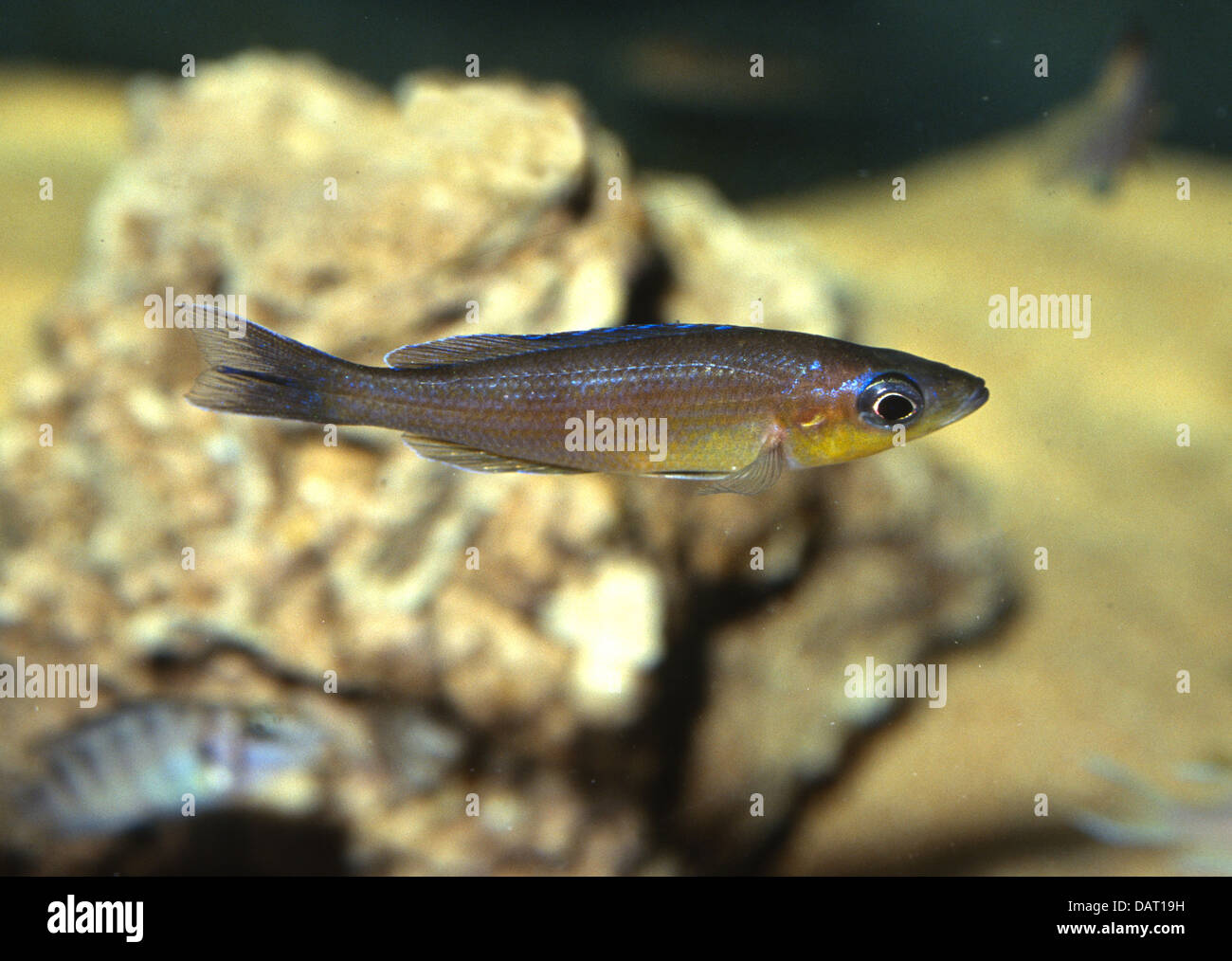 Cyprichromis leptosoma 'jumbo kekesi', Ciclidae Tanganiyka Lake Africa Stock Photo