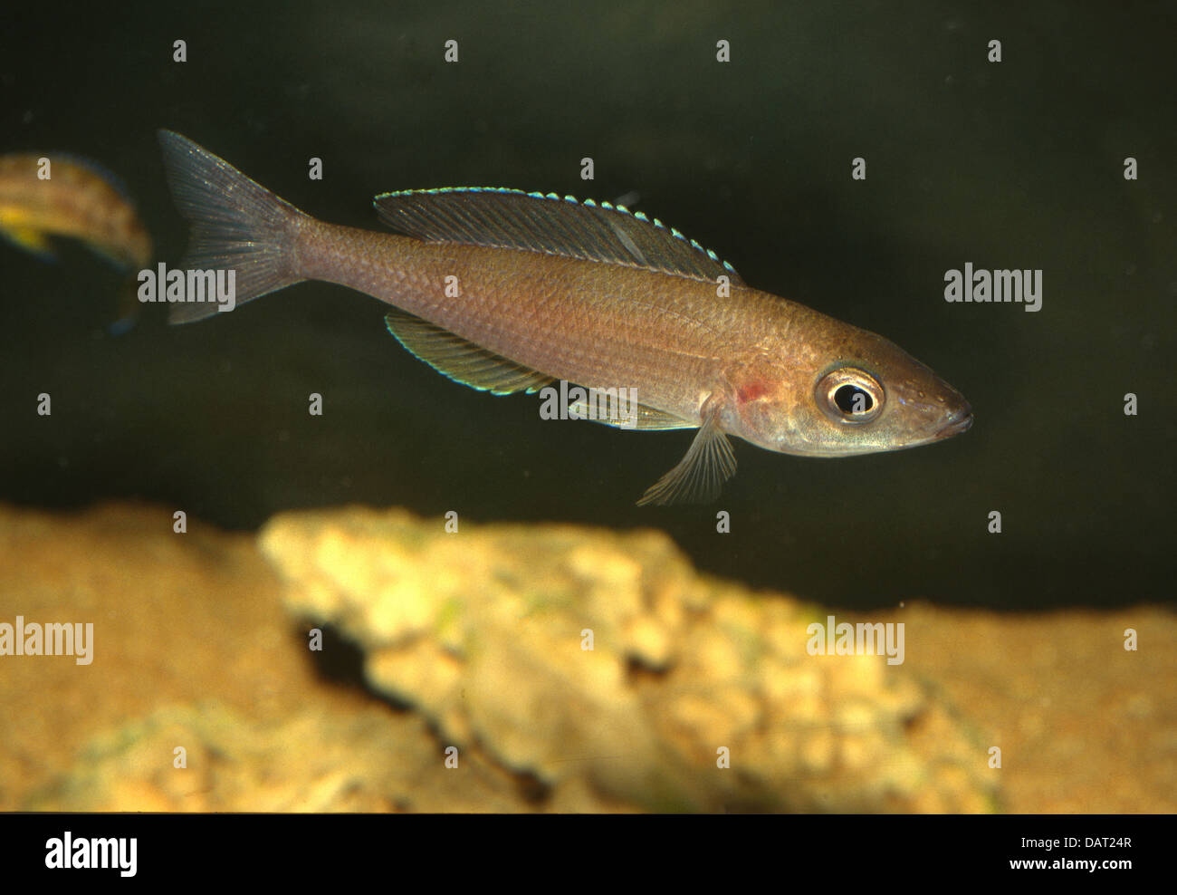 Cyprichromis leptosoma 'keresi', Ciclidae Tanganiyka Lake Africa Stock Photo