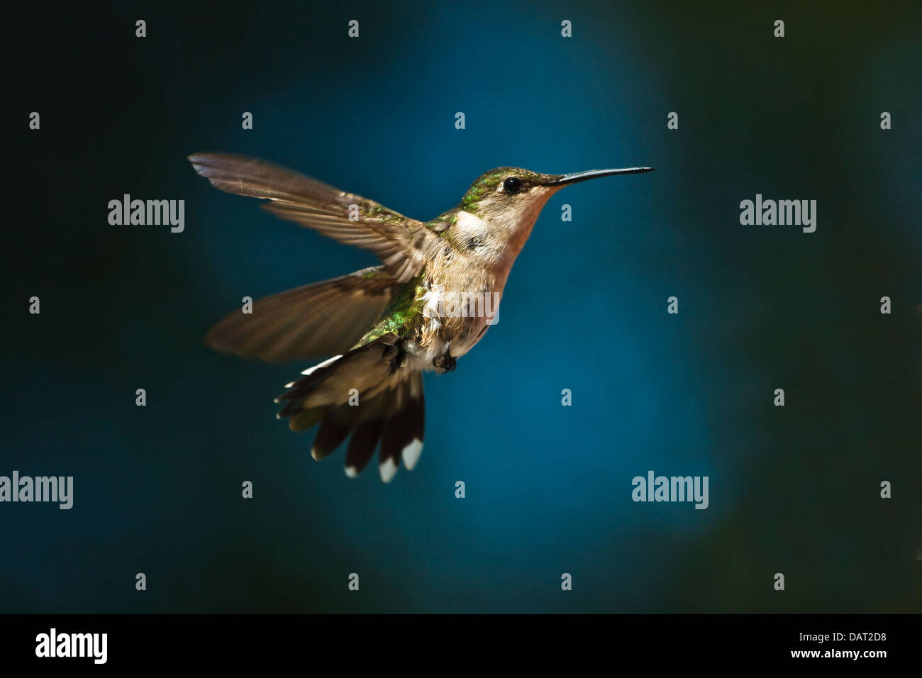 Hummingbird in hovering flight with natural blue background - Stock Image