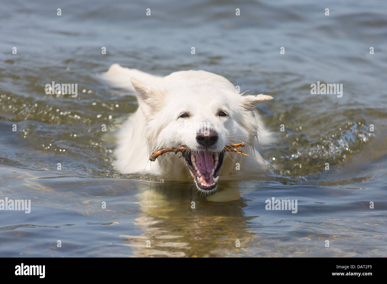 White swiss shepherd retrieving a branch out of the water Stock Photo