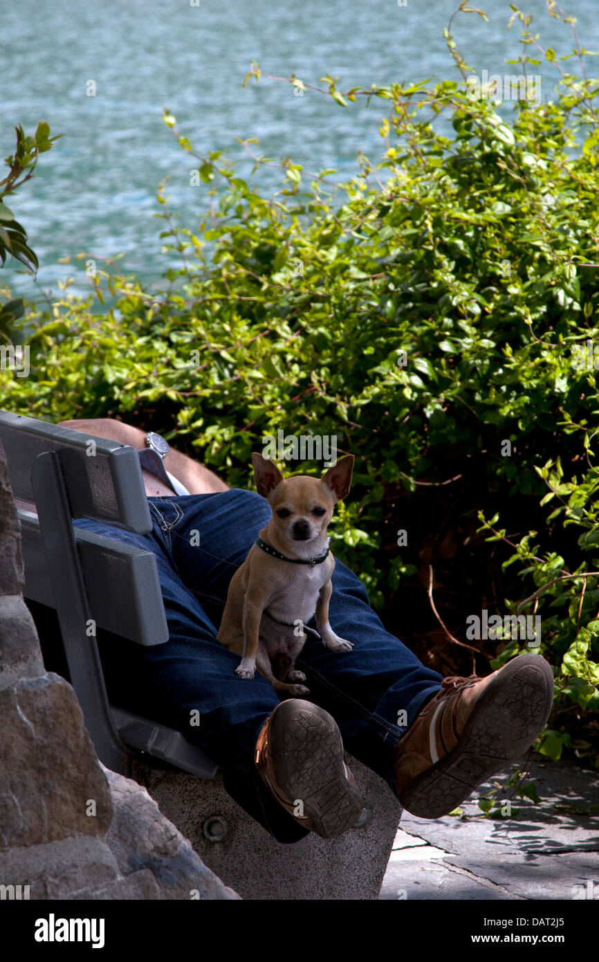 Dog guards it's owner whilst they sleep Stock Photo Alamy