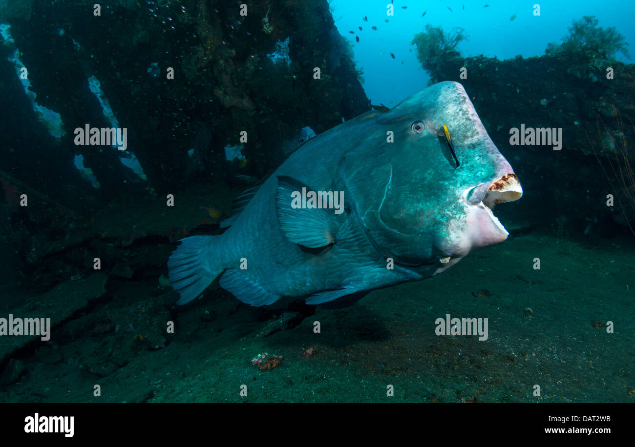 Giant Bumphead parrotfish (bolbometopon muricatum) at cleaning station being cleaned by cleaner wrasse Stock Photo