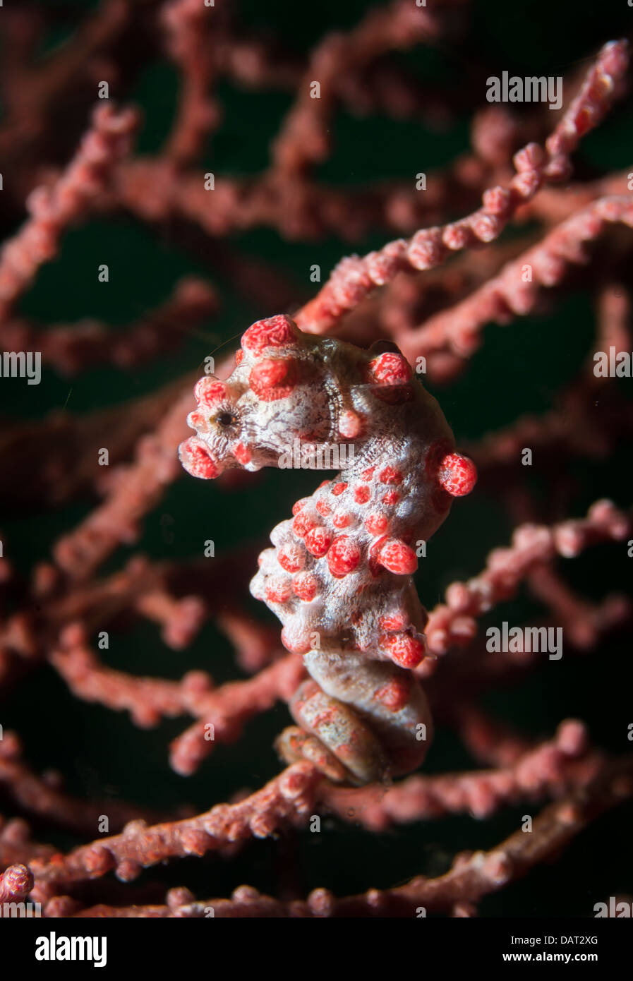 Pygmy seahorse (Hippocampus bargibanti) on gorgonian coral (Muricella sp) Stock Photo