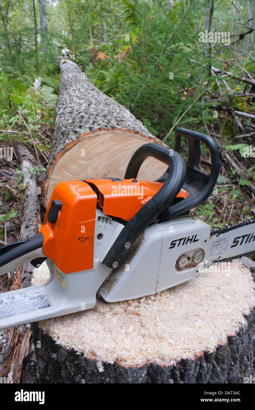 Stihl chain saw resting on stump just after felling tree Stock Photo