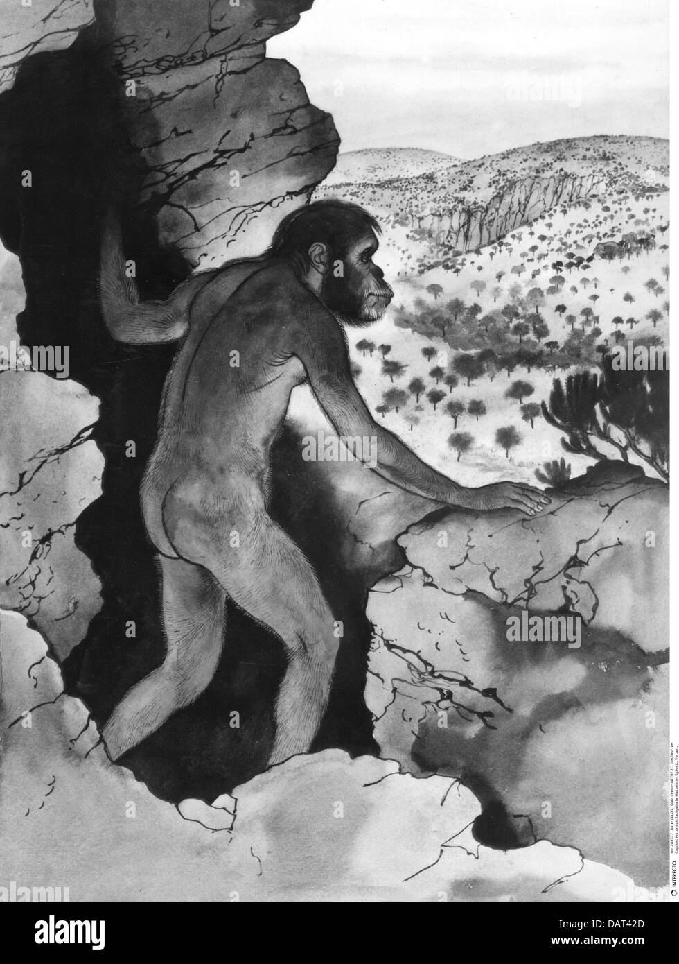 prehistory, life image of the Australopithecus, drawing of Maurice Wilson, Additional-Rights-Clearences-Not Available Stock Photo
