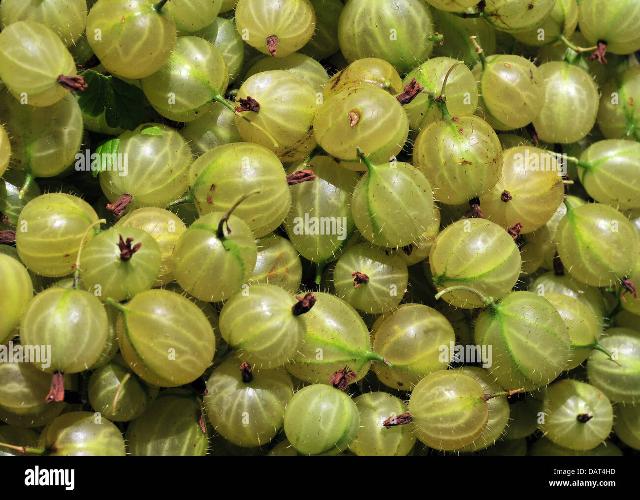 Aberystwyth, Wales, UK - An array of new crop gooseberries fresh from the garden near Aberystwyth, Wales, UK- 18 July 2013. Photo credit: John Gilbey. Stock Photo