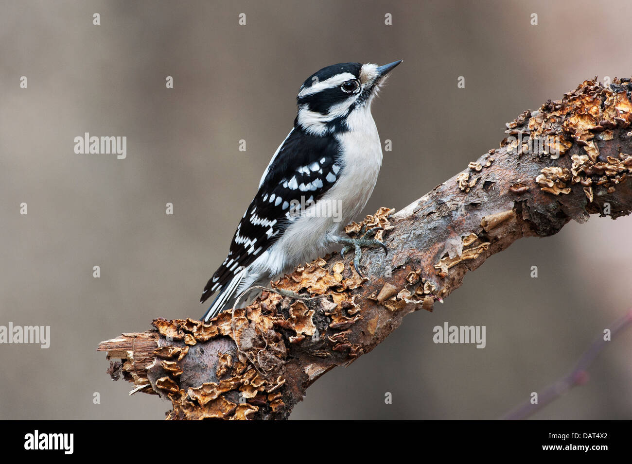 Female downy woodpecker Stock Photo - Alamy