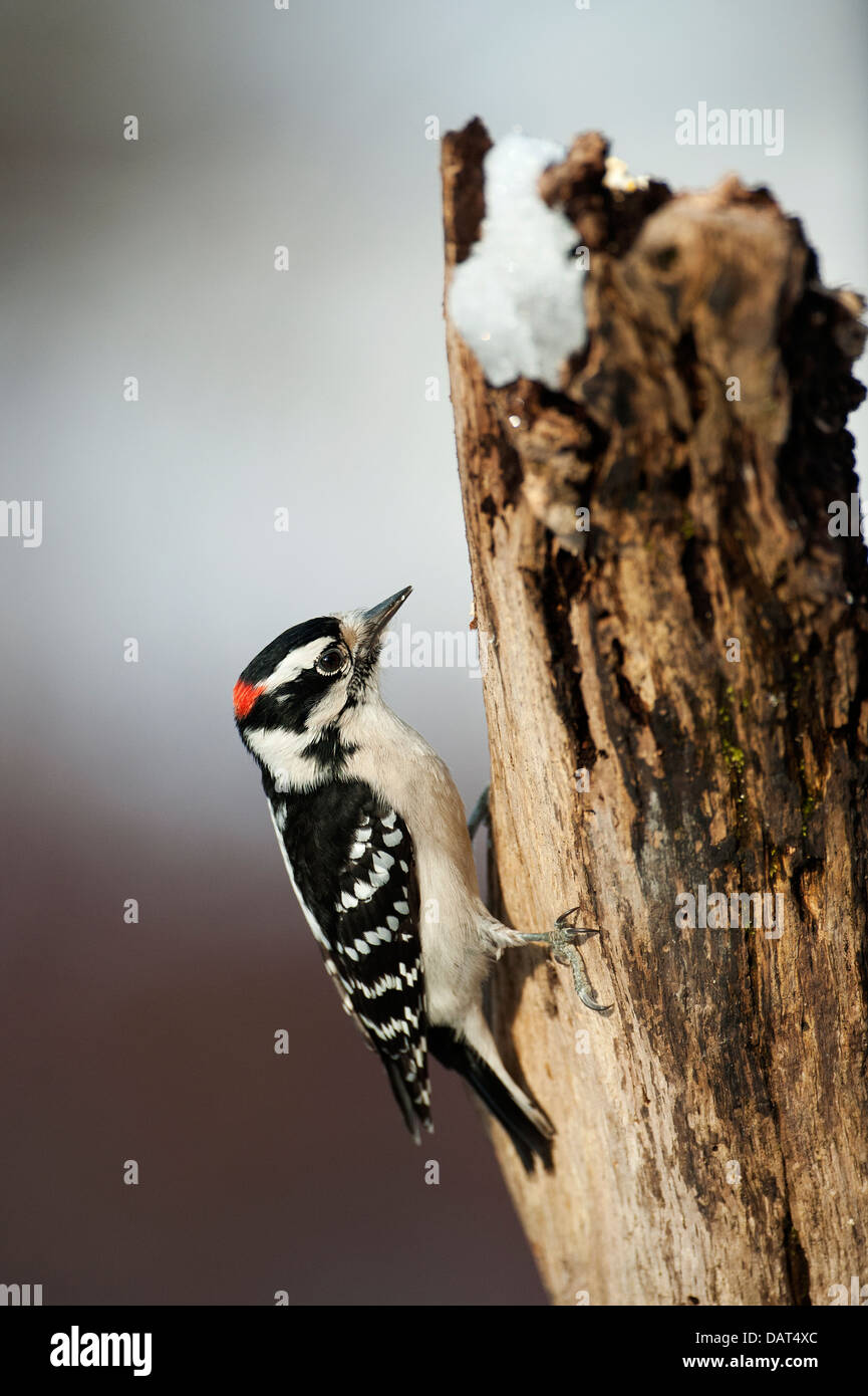 Downy male woodpecker foraging in winter woodland habitat Stock Photo