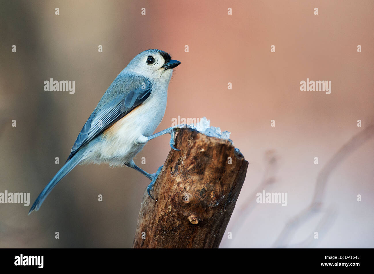 Portrait of tufted titmouse in woodland habitat Stock Photo