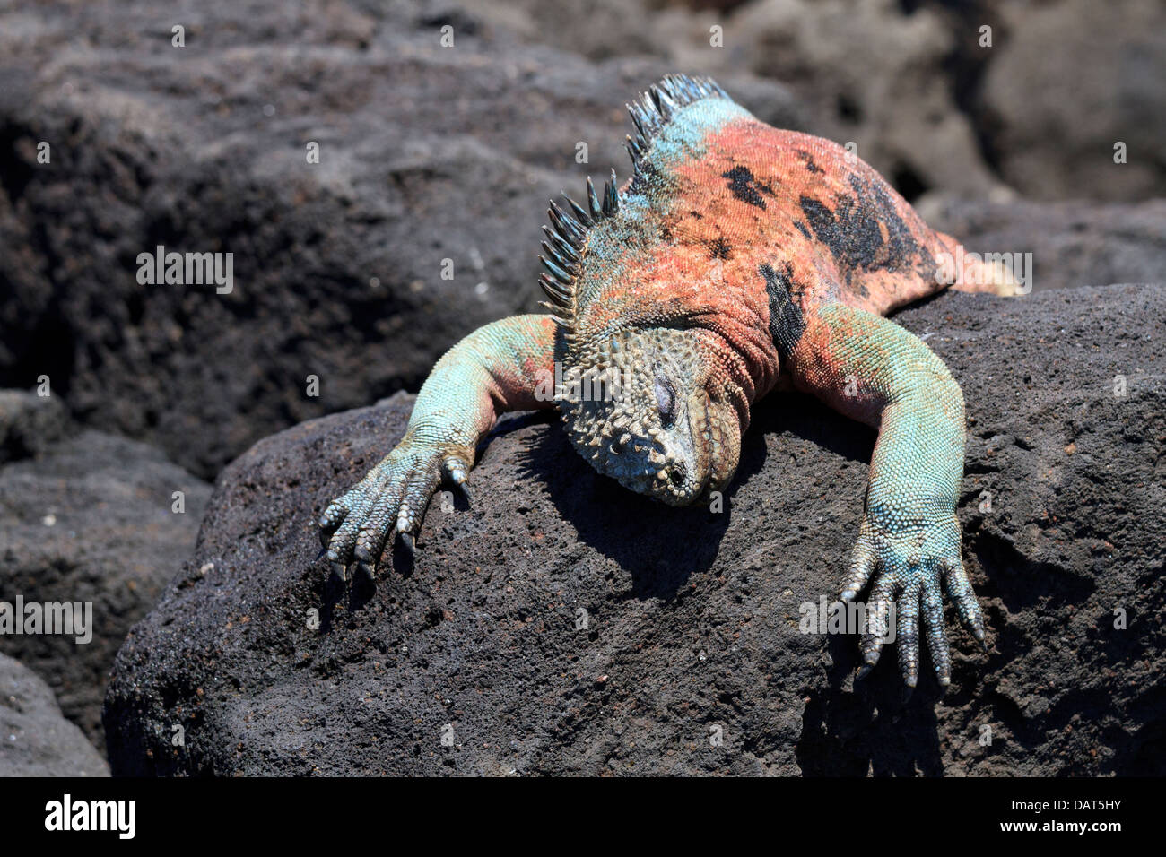 Marine Iguana, Amblyrhynchus cristatus, Floreana Island, Galapagos Islands, Ecuador Stock Photo