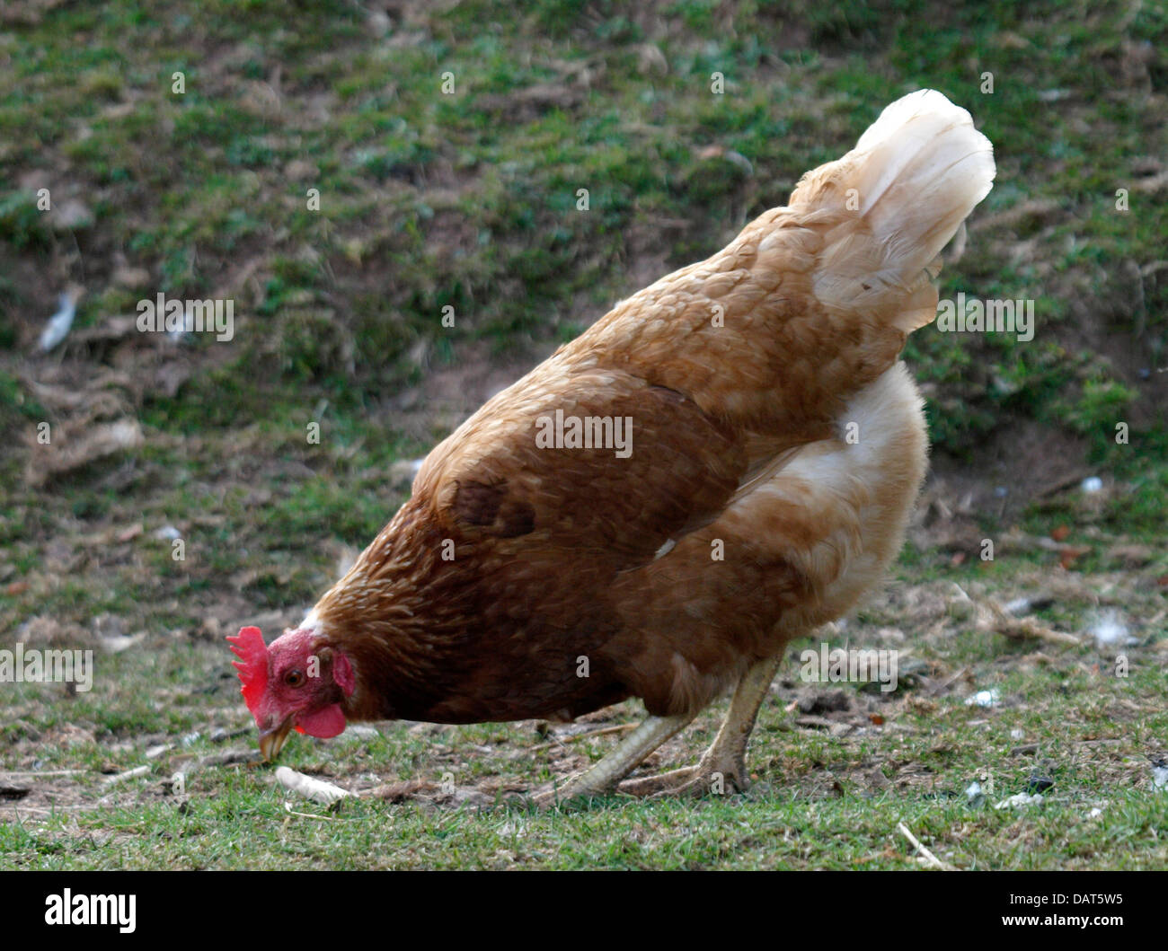 Farmyard Chicken, UK 2013 Stock Photo Alamy