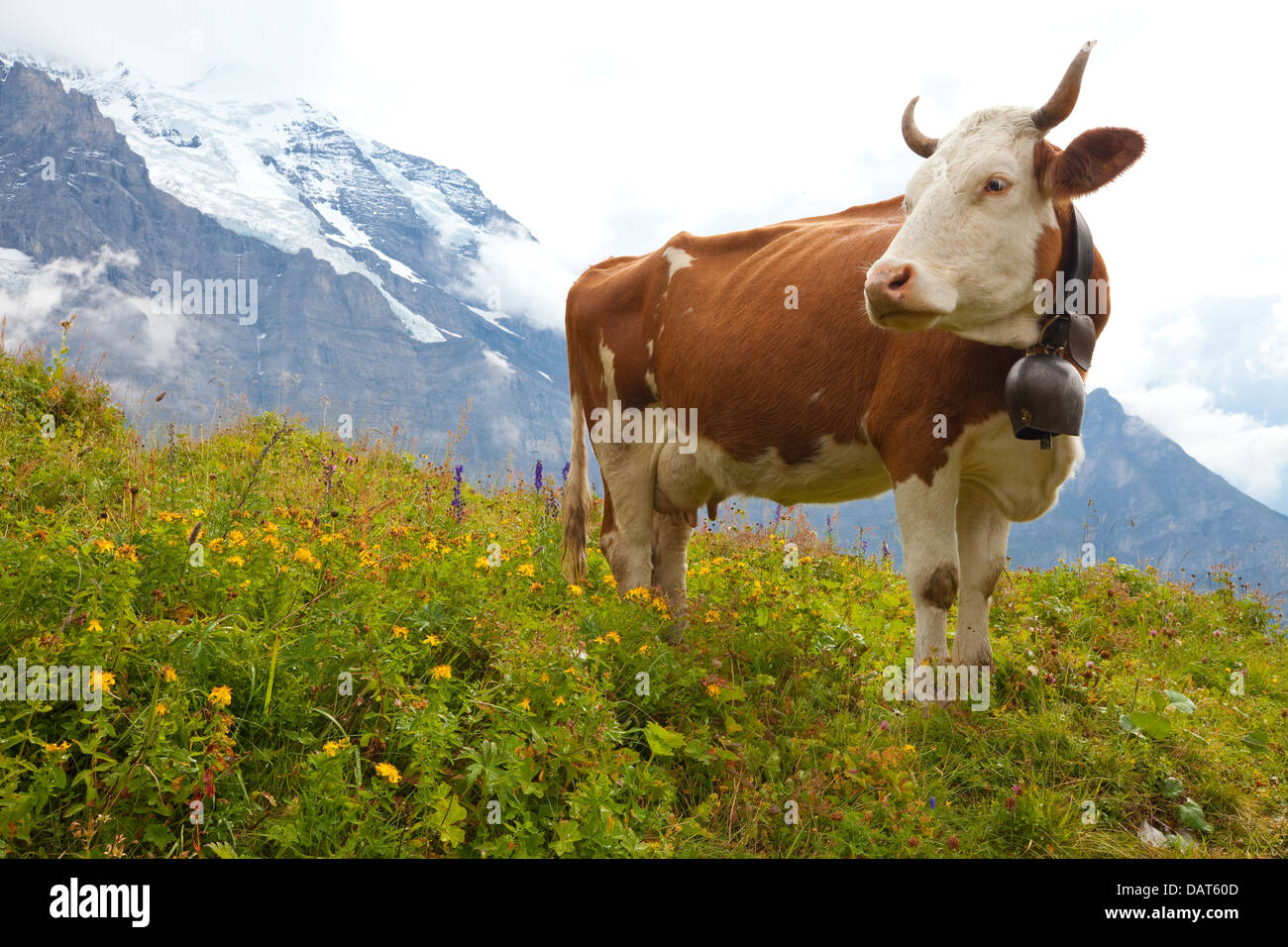 Brown organic milk cow in a meadow of grass and wildflowers with the Alps in the background Stock Photo