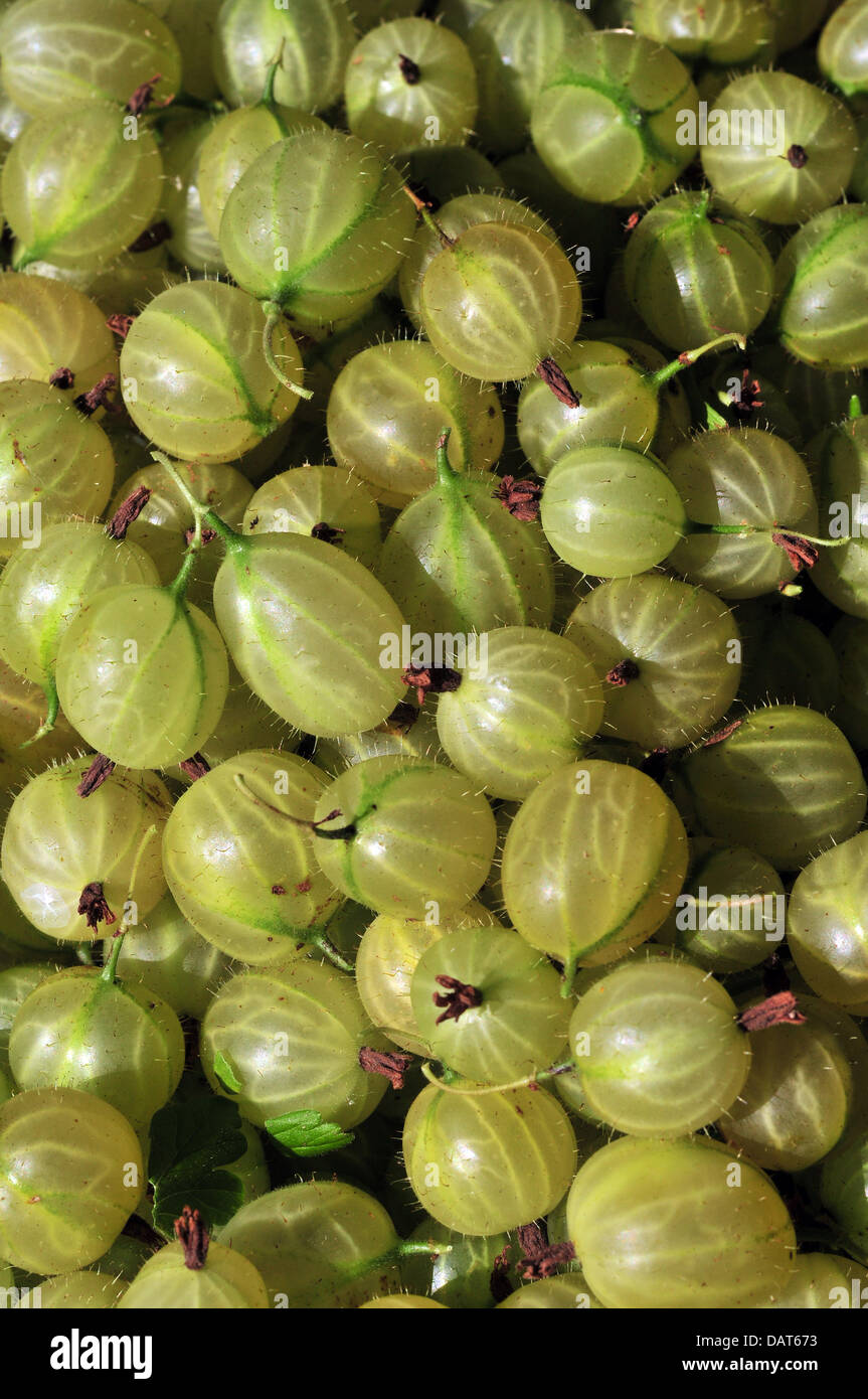 Aberystwyth, Wales, UK - An array of new crop gooseberries fresh from the garden near Aberystwyth, Wales, UK- 18 July 2013. Photo credit: John Gilbey. Stock Photo