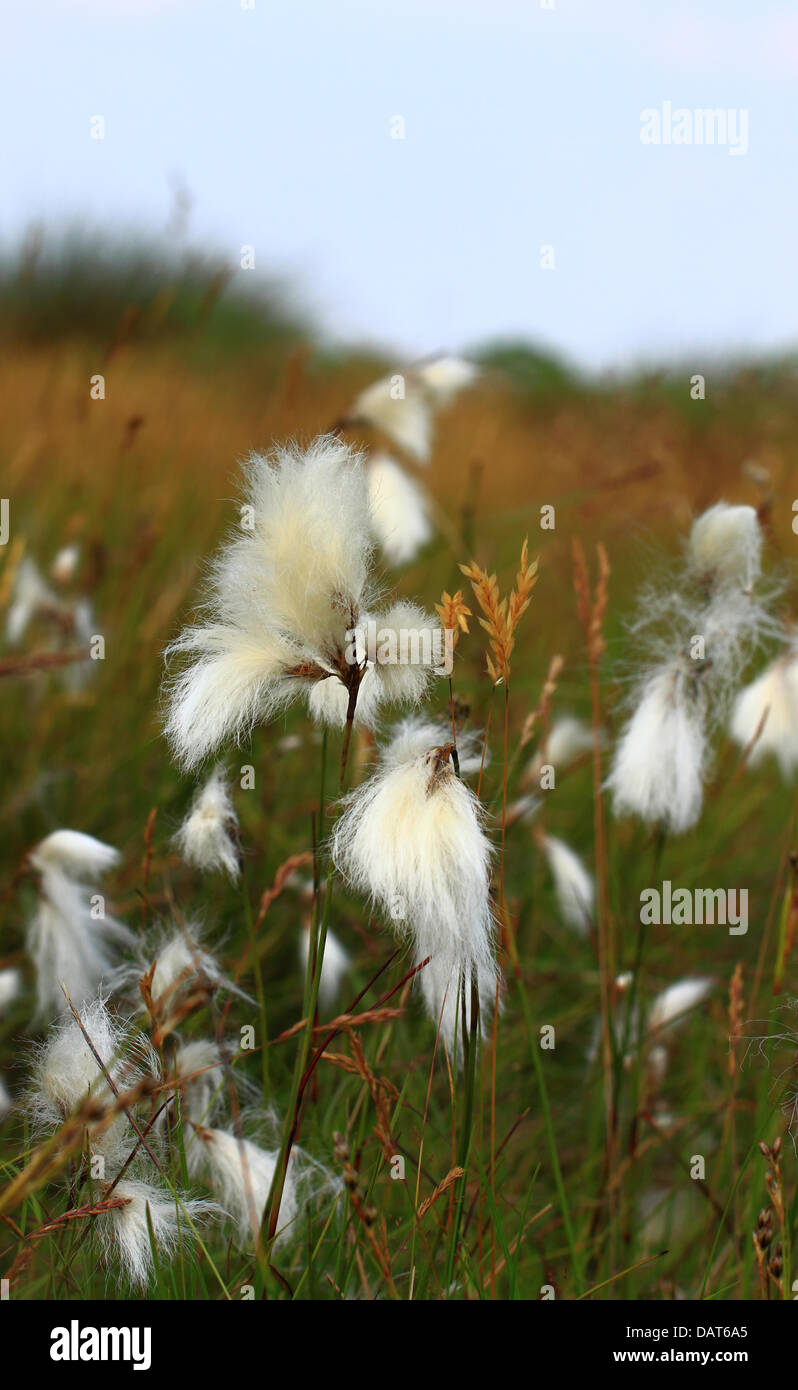 Cottongrass also known as Cottonsedge with it's fluffy white fruiting heads on moorland. Stock Photo