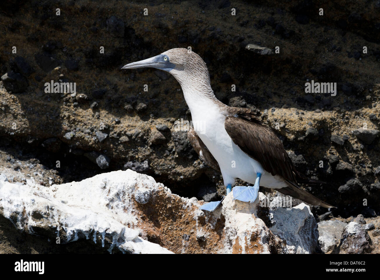 Blue-footed Booby, Sula nebouxii, Tagus Cove, Isabela Island, Galapagos Islands, Ecuador Stock Photo