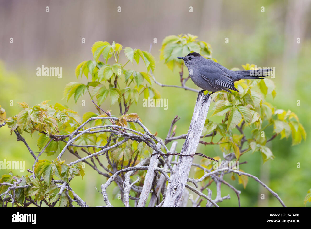 gray catbird in spring Stock Photo