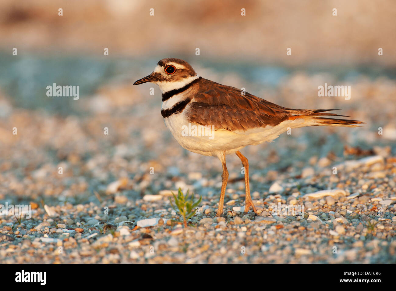 Portrait of a killdeer at first light Stock Photo