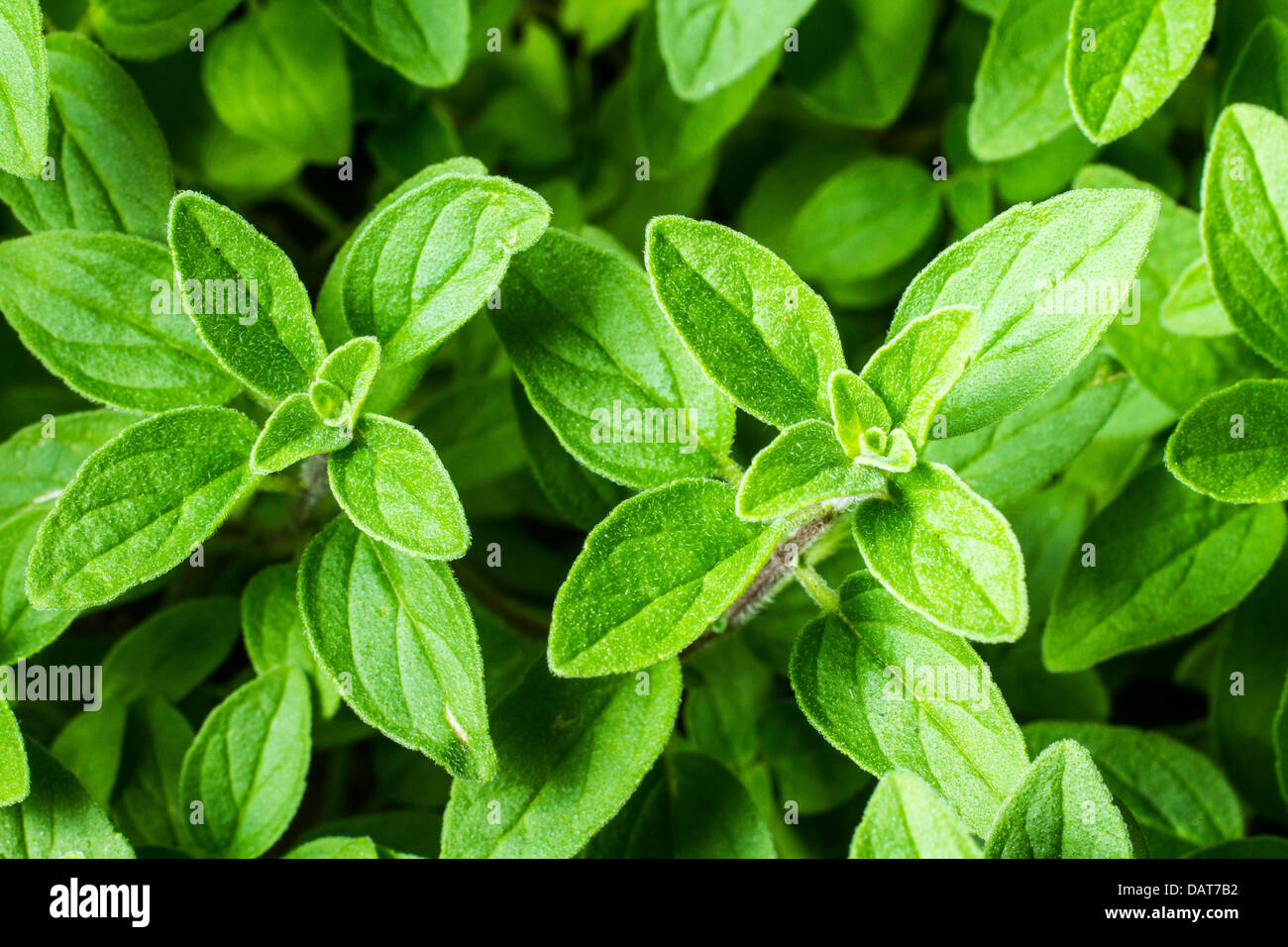 Close up shot of oregano leaves. Stock Photo
