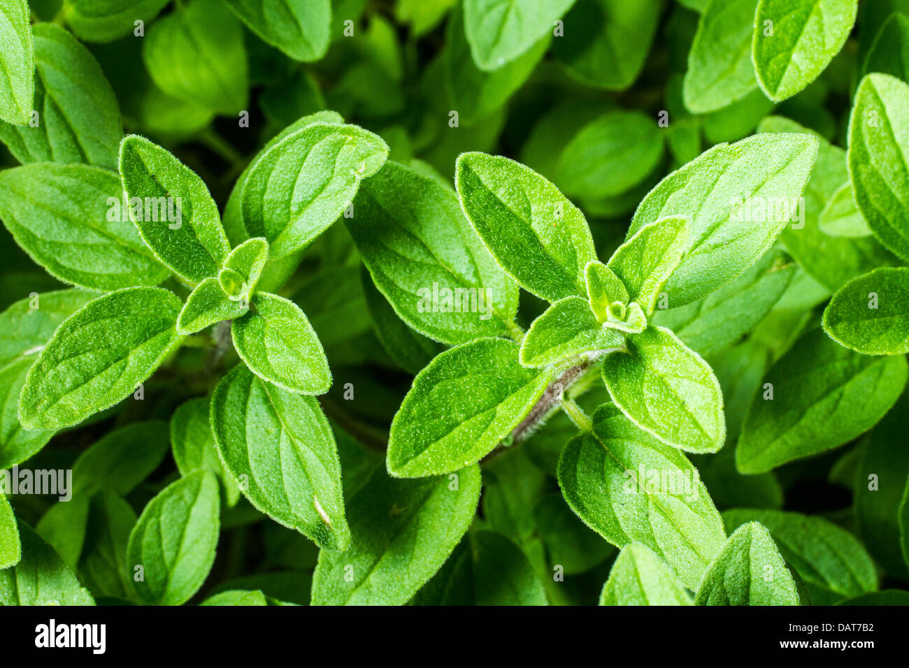 What Does Oregano Leaf Look Like At Juan Miller Blog What Does Oregano Leaf Look Like At Juan Miller Blog