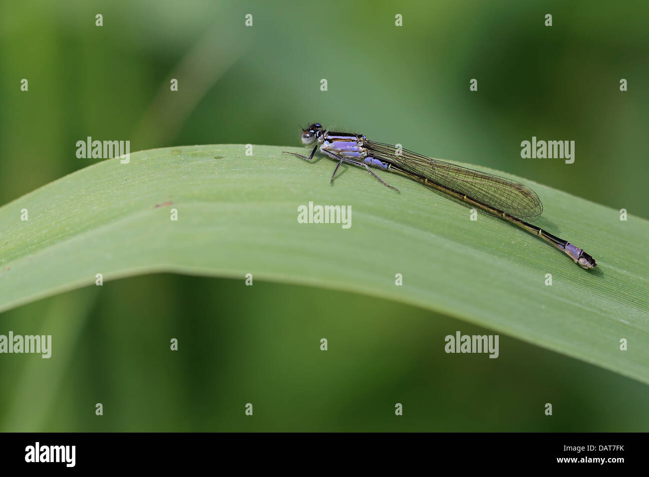 female common bluetail damselfly female common bluetail damselfly