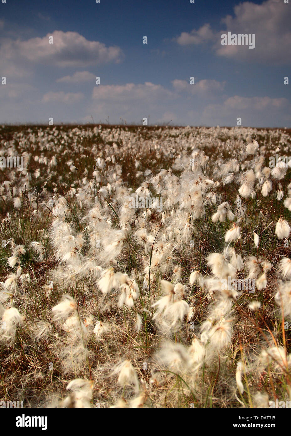 Cottongrass also known as Cottonsedge with it's fluffy white fruiting heads on moorland. Stock Photo