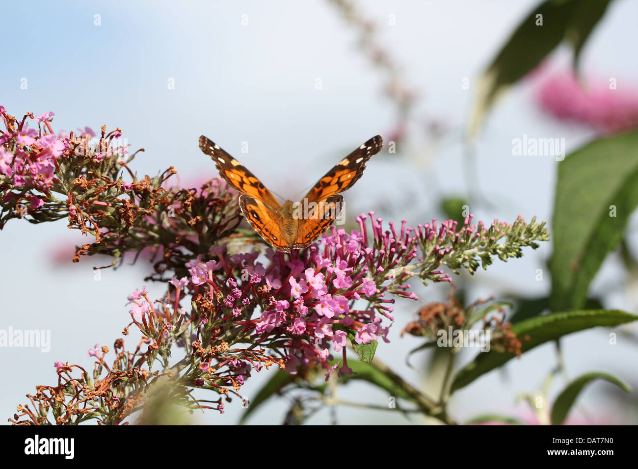 American Lady Butterfly in South Carolina Stock Photo